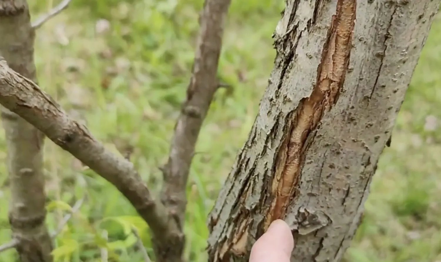 Įtrūkusi medžio žievė
