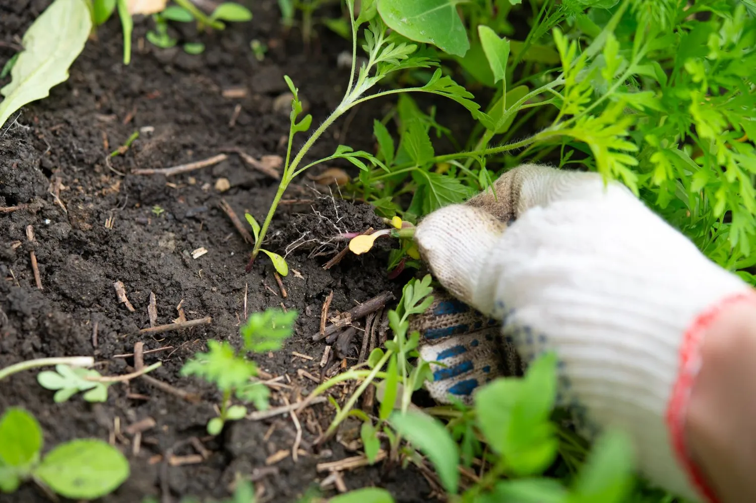 Kaip atsikratyti piktžolių per naktį