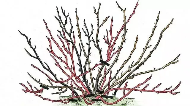 Kaip genėti krūmus