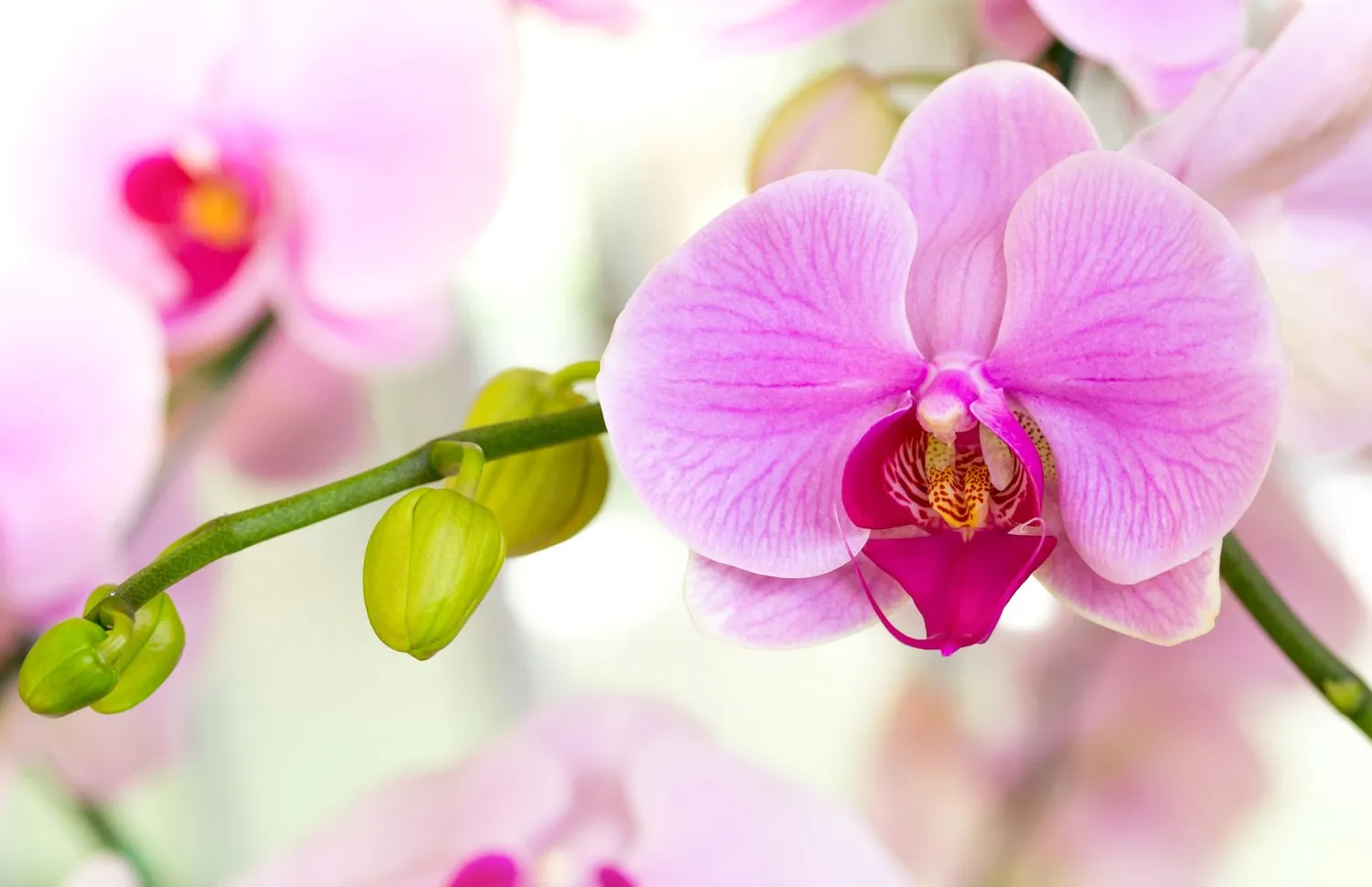 Kaip teisingai naudoti cinamoną orchidėjų priežiūroje