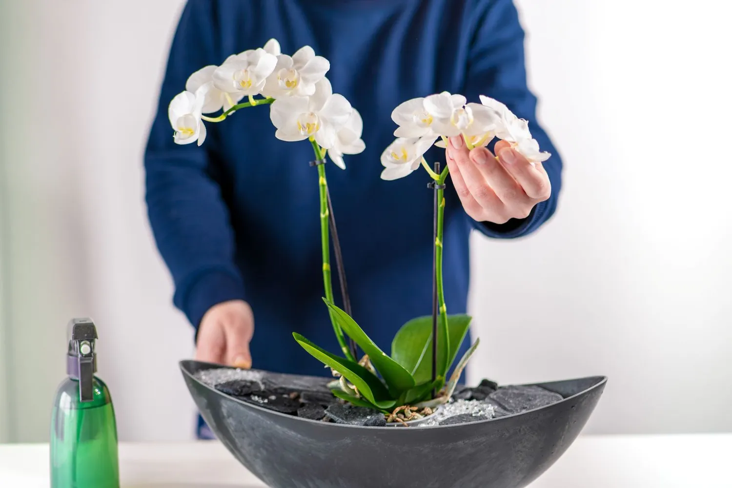 Kaip tinkamai prižiūrėti orchidėją