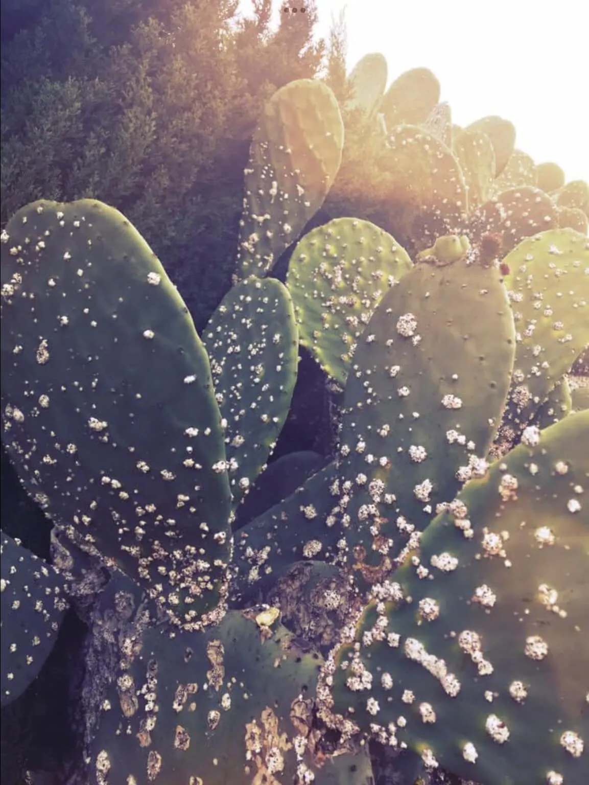 Kaktusas su Dactylopius coccus