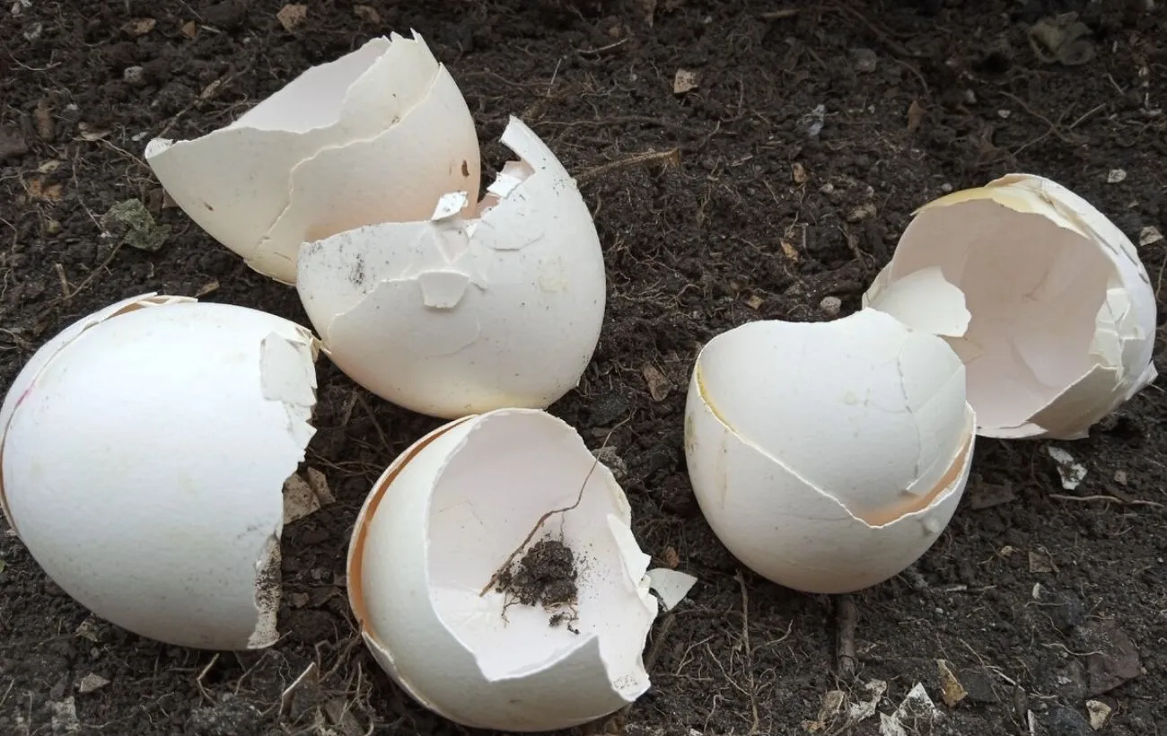 Kiaušinio lukštai augalams