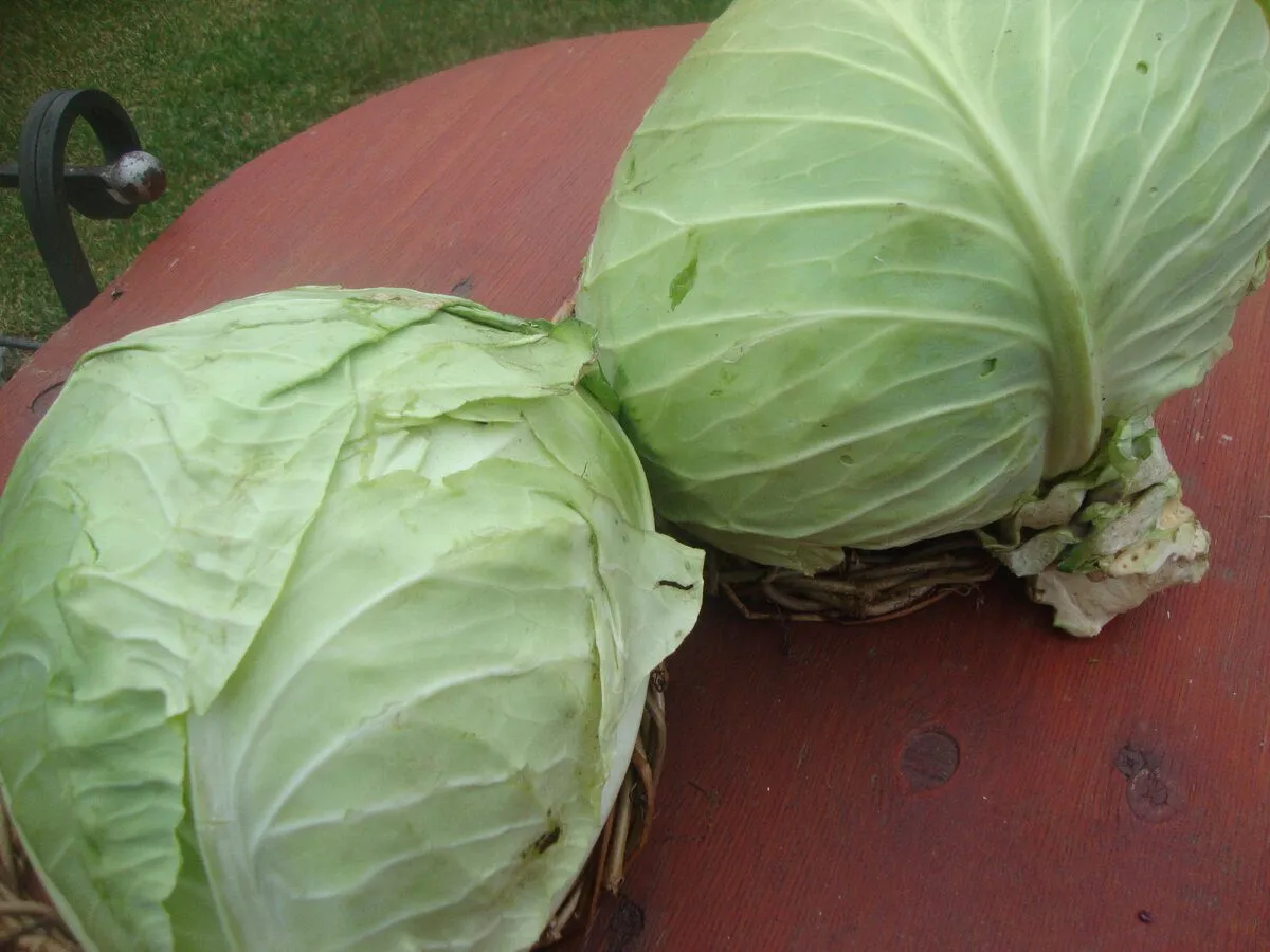 Kopūstų auginimas ir sėkmingų veislių pasirinkimas