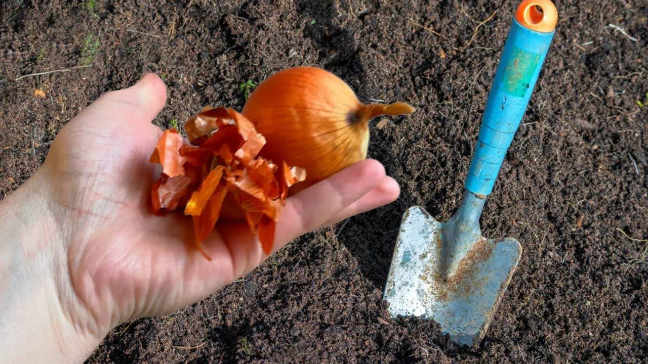 Kur dėti svogūnų lukštus