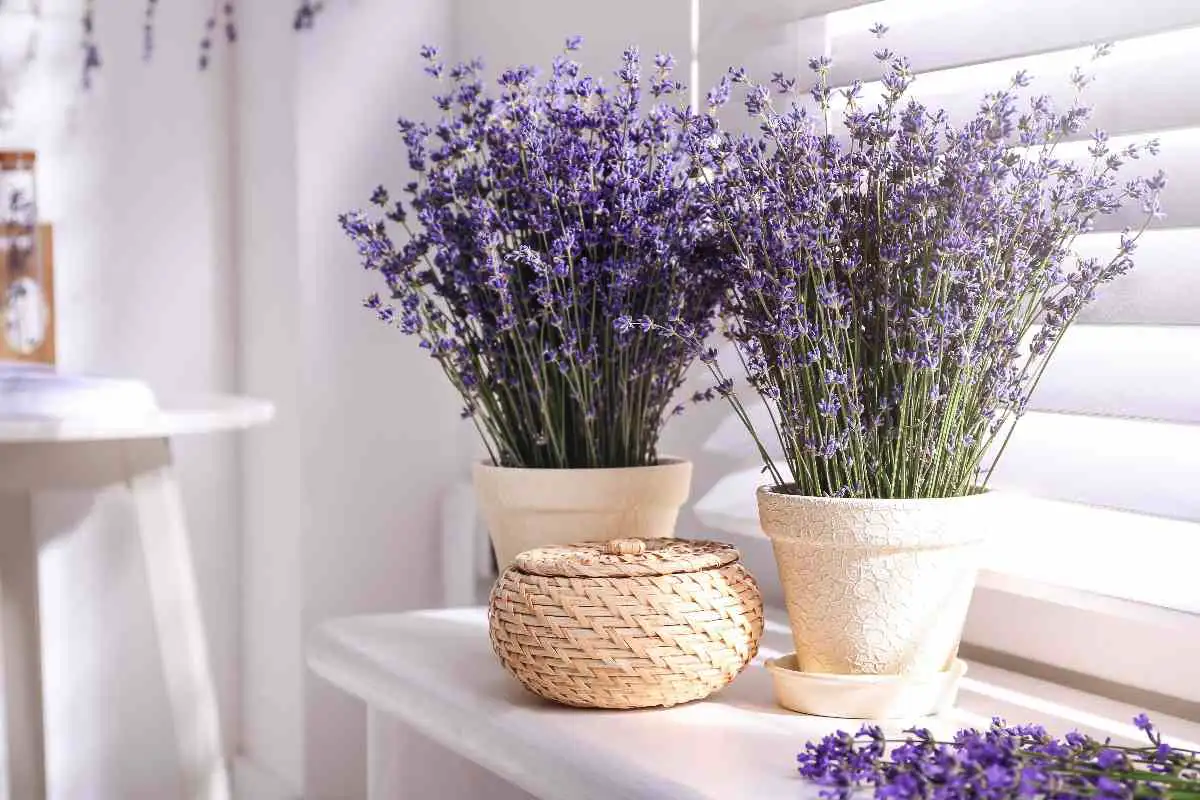 Levandos jūsų miegamajame