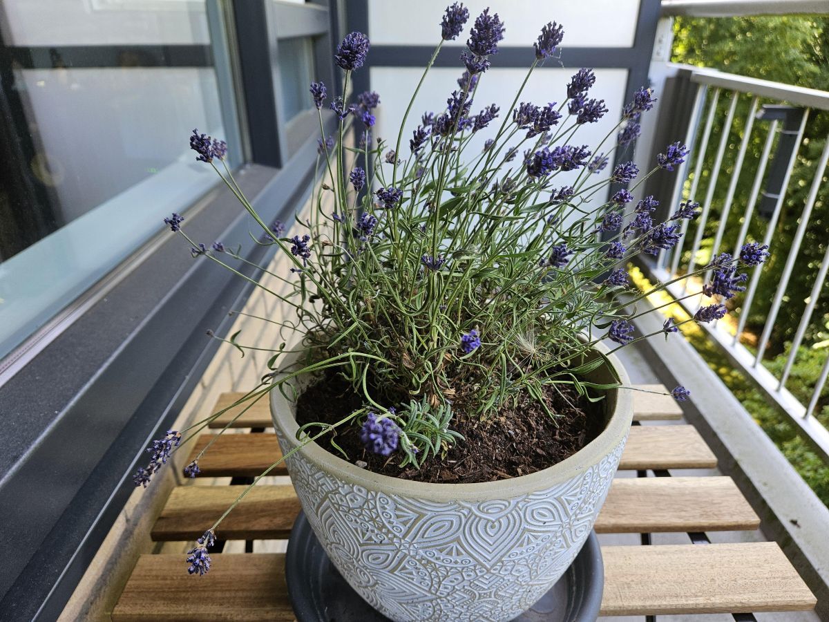 Levandų auginimas balkone