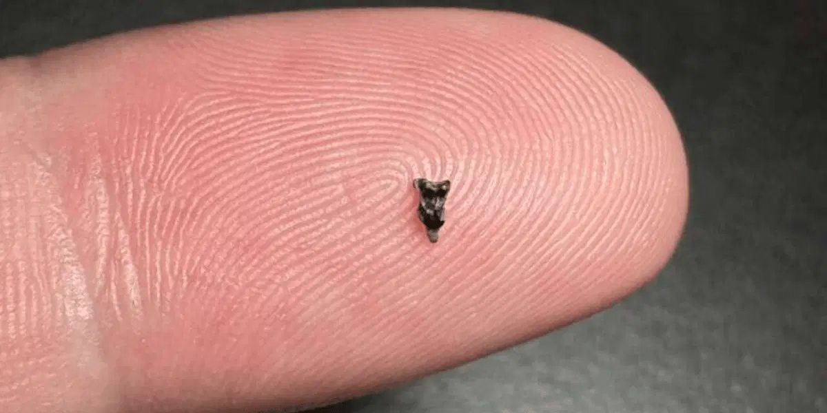 Mažiau nei dviejų milimetrų ilgio žinduolio Purgatoriaus dantis gali pakeisti mokslininkų požiūrį į pirmųjų primatų istoriją. (Nuotrauka: Dr. Stephen Chester)