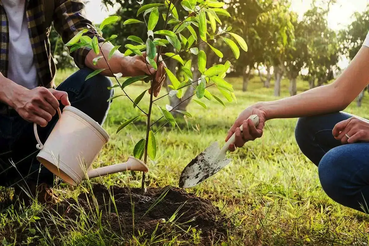Medžio sodinimas rudenį