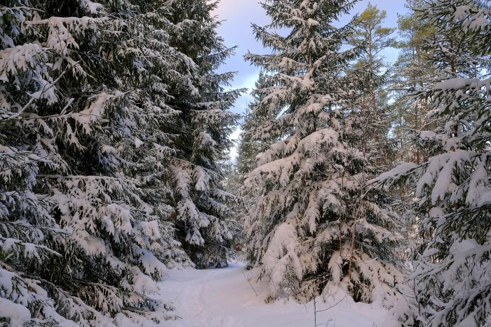 Mokslininkai atrado, kad netoli didžiausios Europos aukso kasyklos augančios paprastosios eglės ( Picea abies ) savo spygliuose gali kaupti gryno aukso nanodaleles
