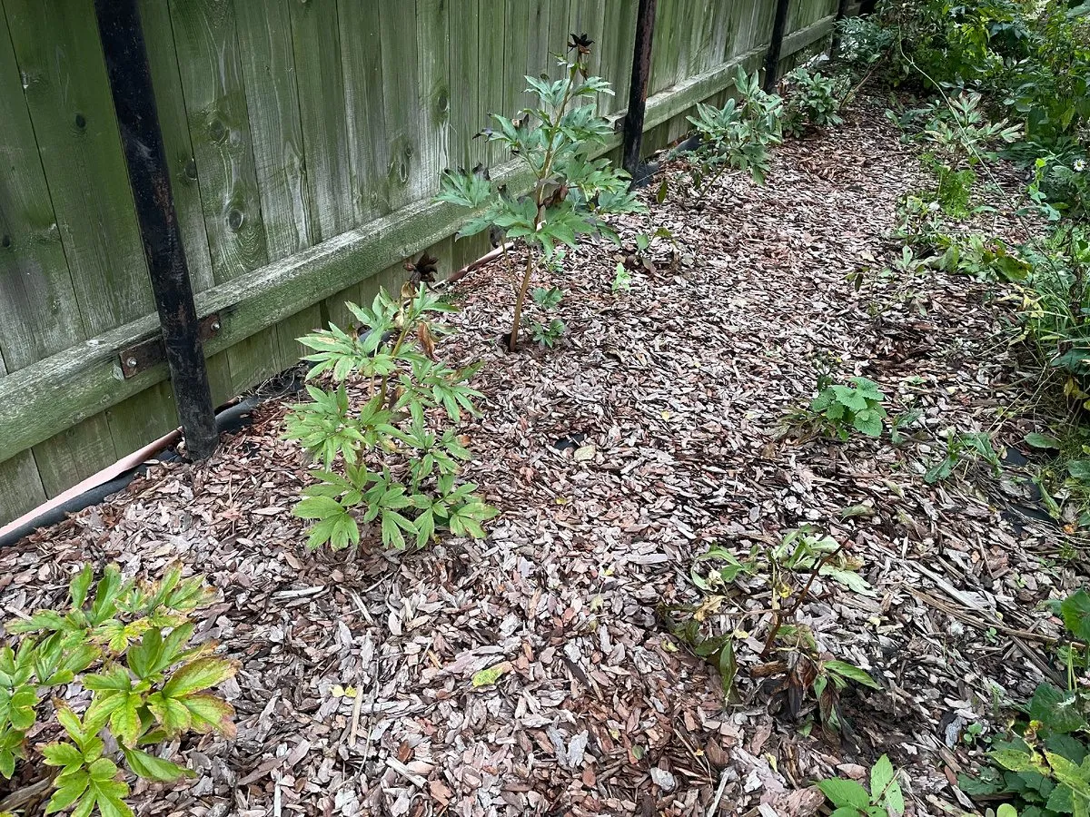 Neišmeskite graikinių riešutų lapų