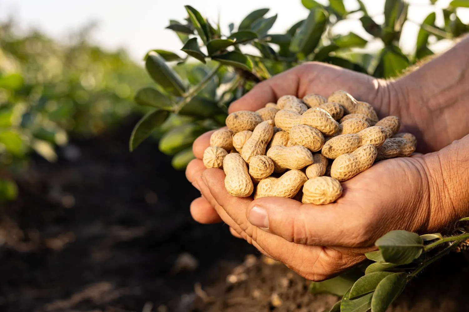 Nuskinti žemės riešutai