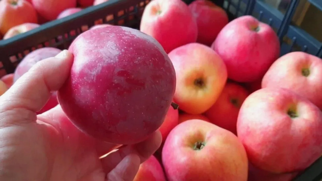 Obuoliai išsilaikys iki pavasario