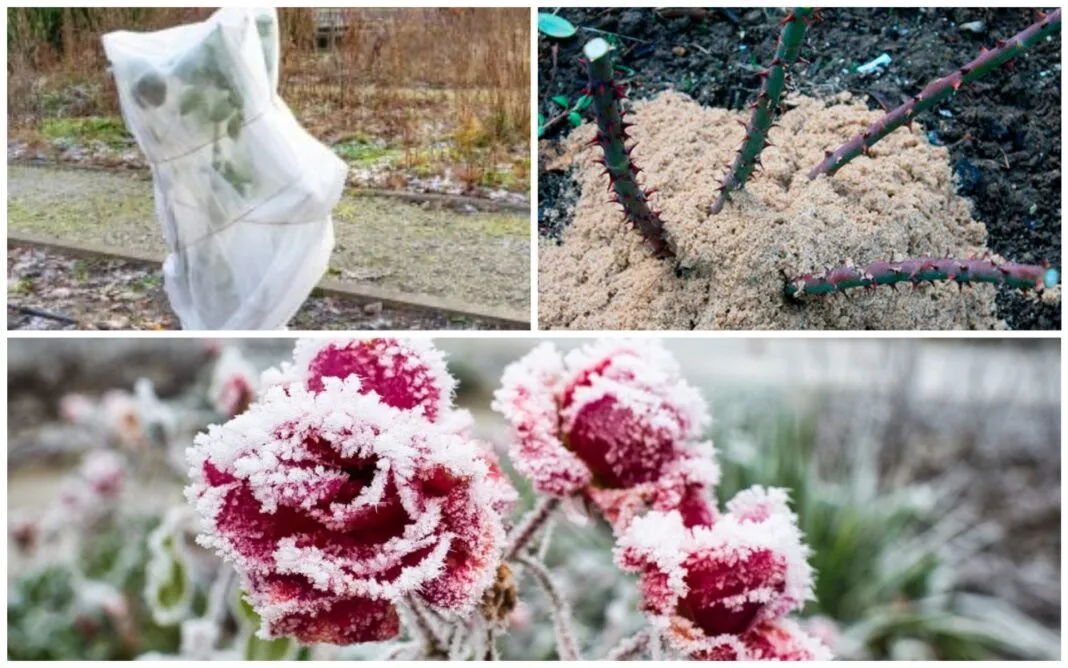 Pasirūpinkite rožėmis