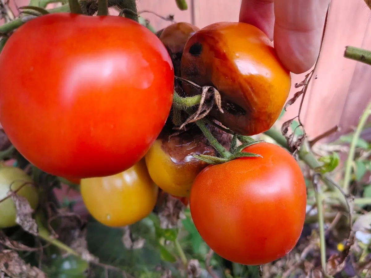 Pienas išgelbėjo pomidorus