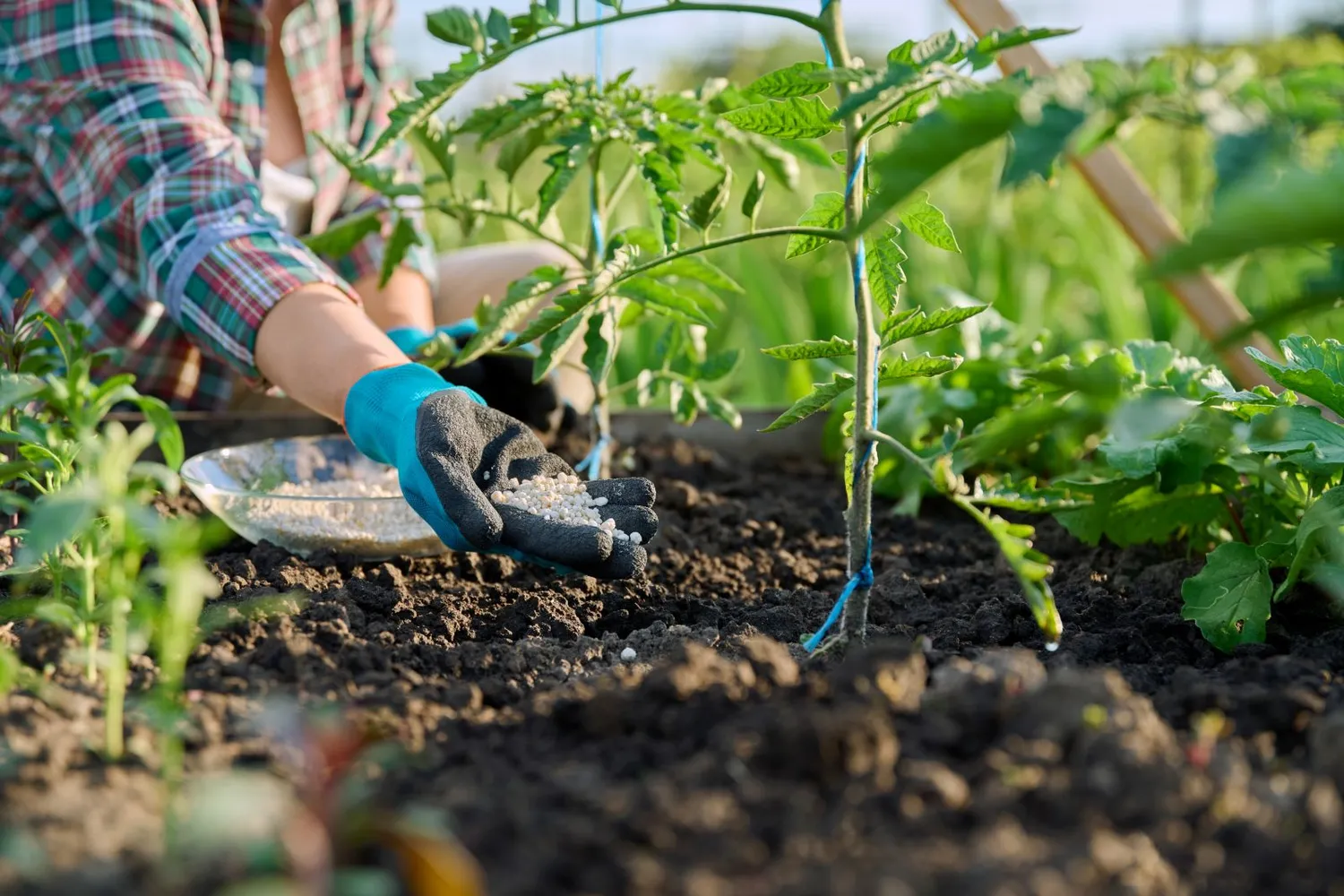 Pomidorų tręšimas rugpjūtį