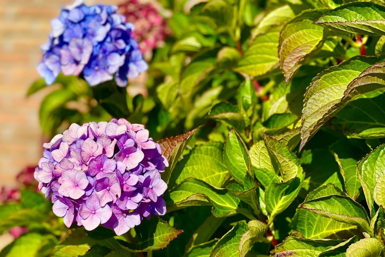 Puikiai atrodančios hortenzijos