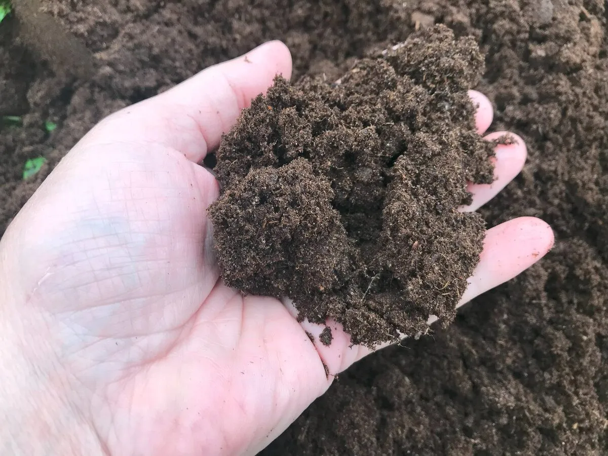 Puri žemė nuo bulvių lupenų