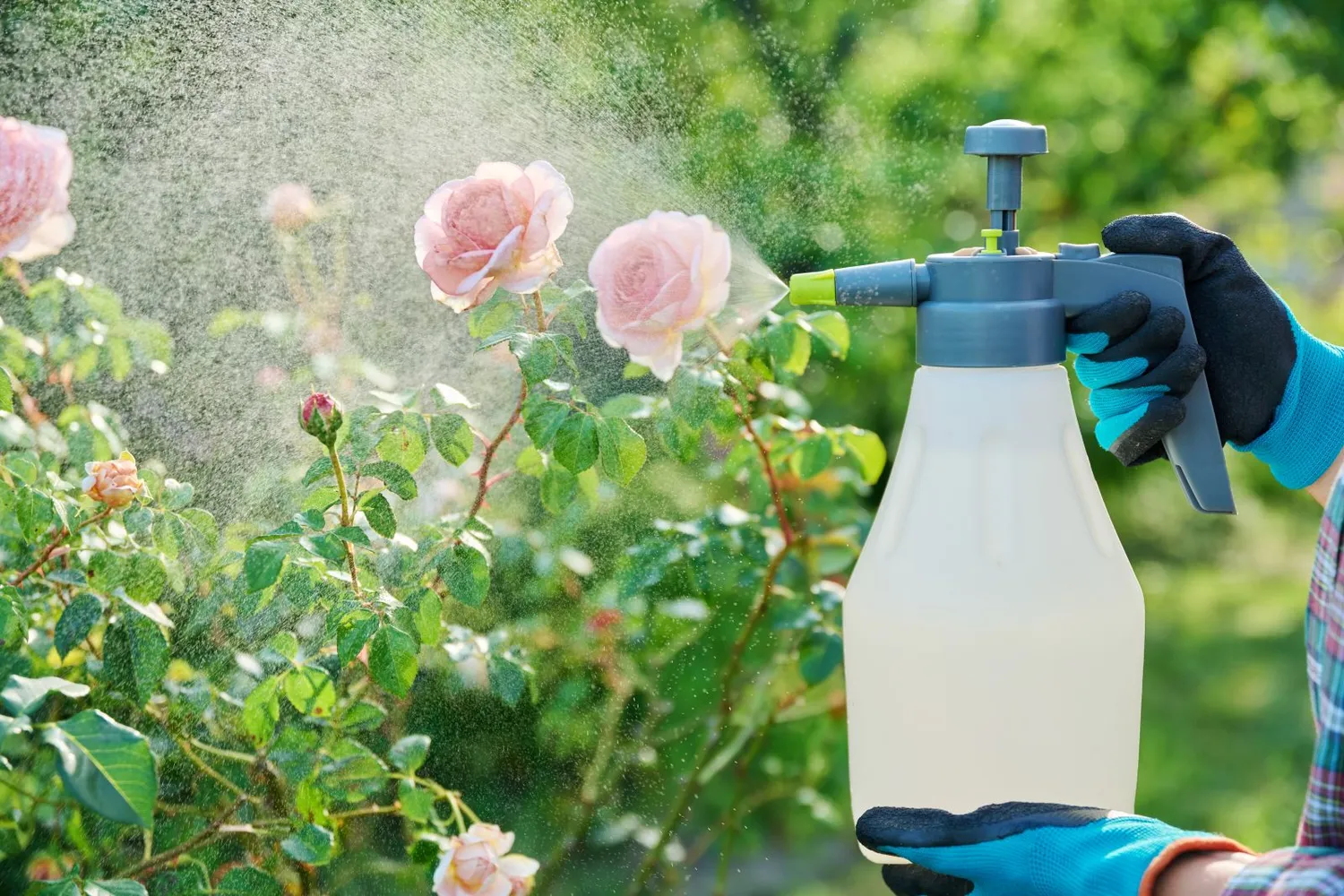 Rožių purškimas nuo ligų