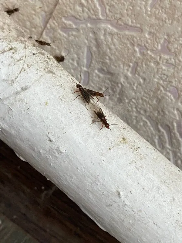 Skraidančios skruzdės