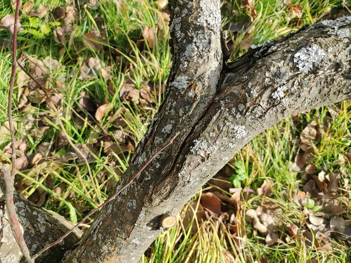 Sodininkai paaiškino, kaip apsaugoti medžius