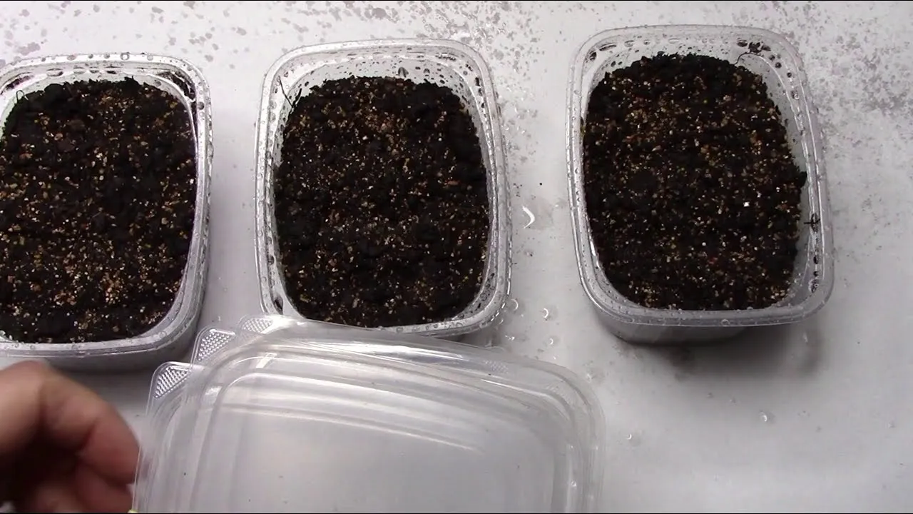 Sodininkai papasakojo, kaip greitai ir lengvai pasėti mažas sėklas namuose