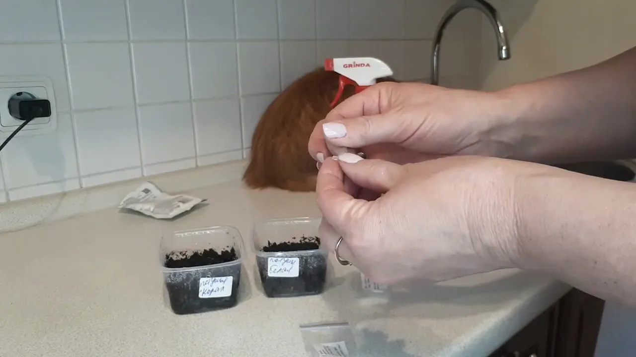 Sodininkai papasakojo, kaip greitai ir lengvai pasėti mažas sėklas namuose