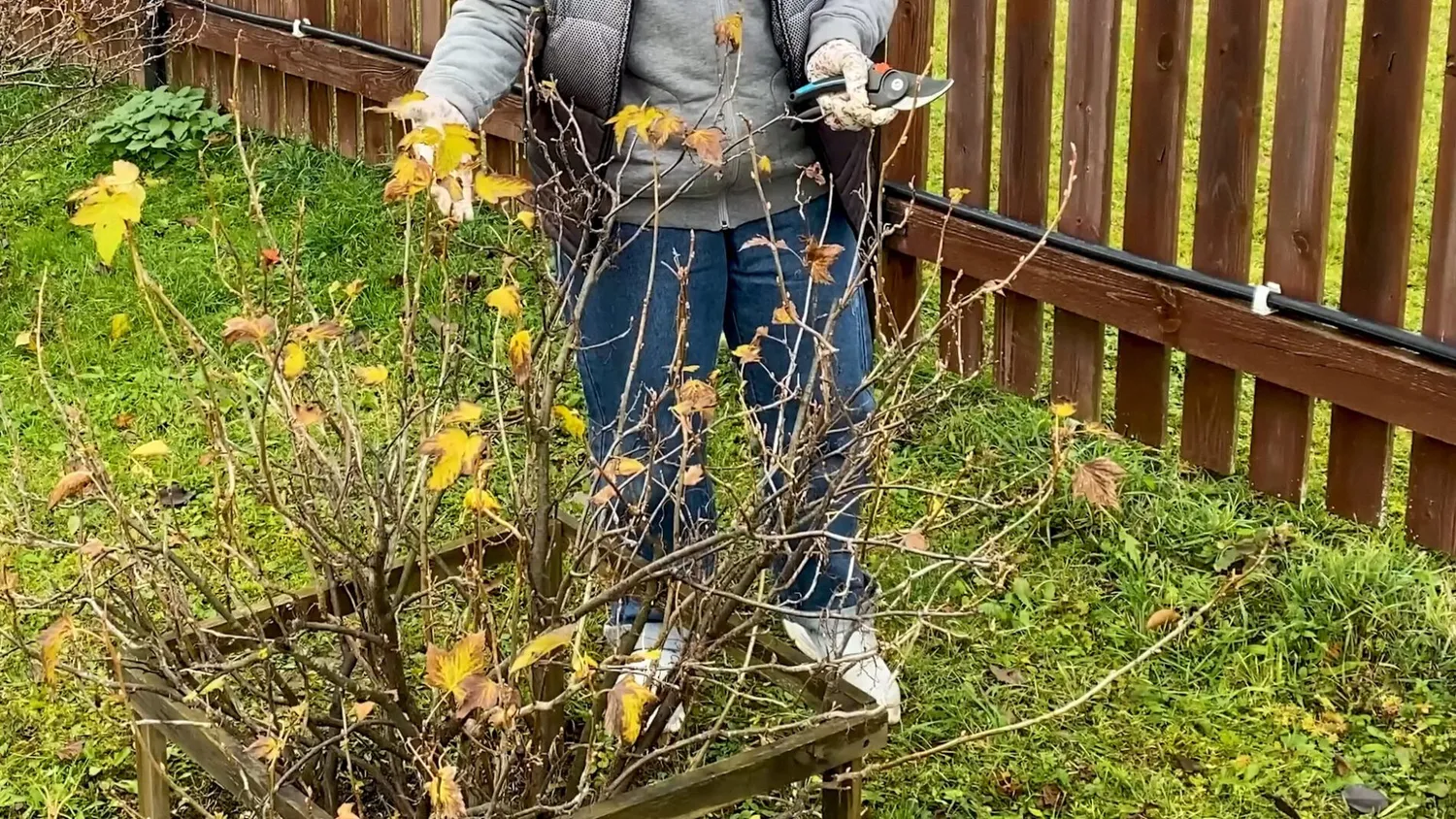 Sodininkai papasakojo, kaip tinkamai genėti serbentus, kad jie užaugtų dideli
