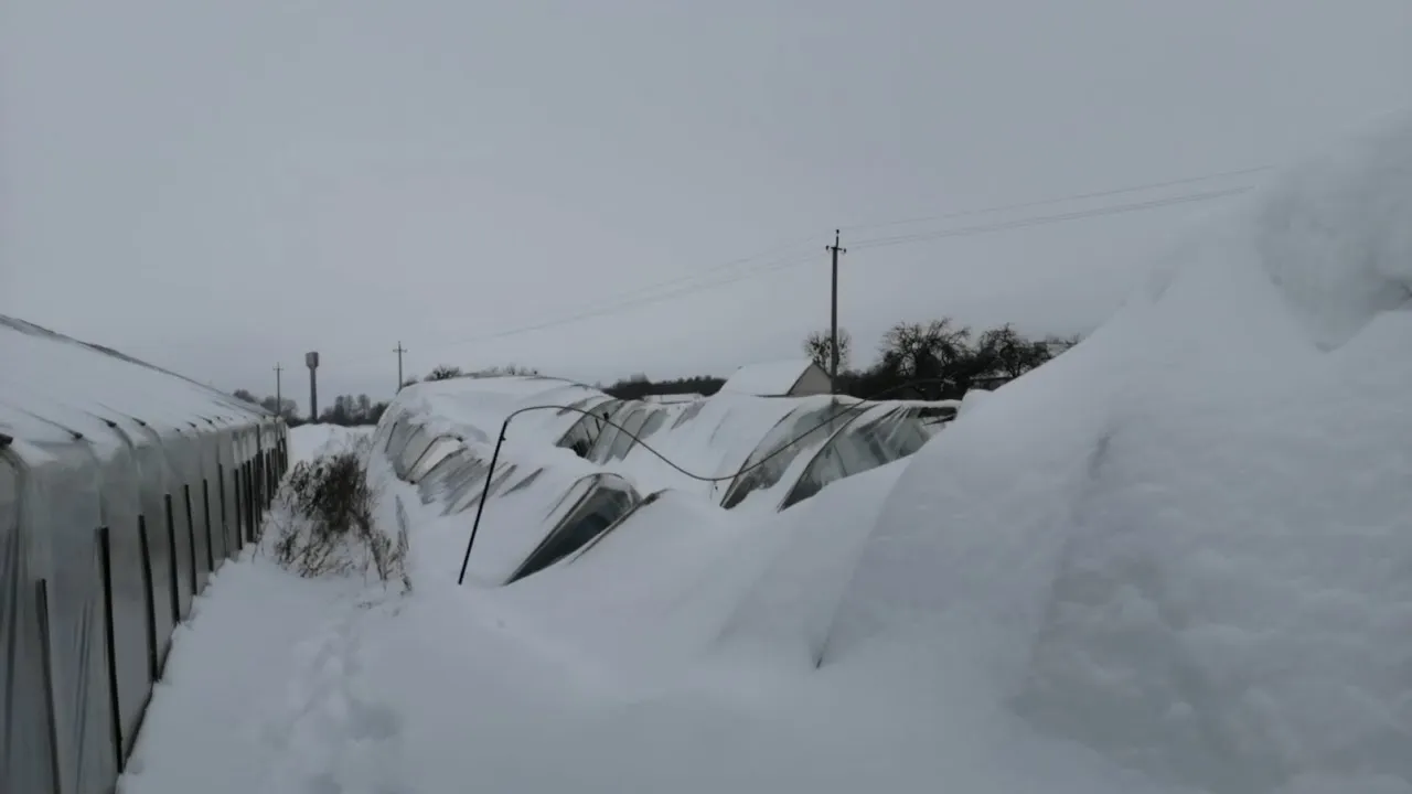 Sulūžo šiltnamiai