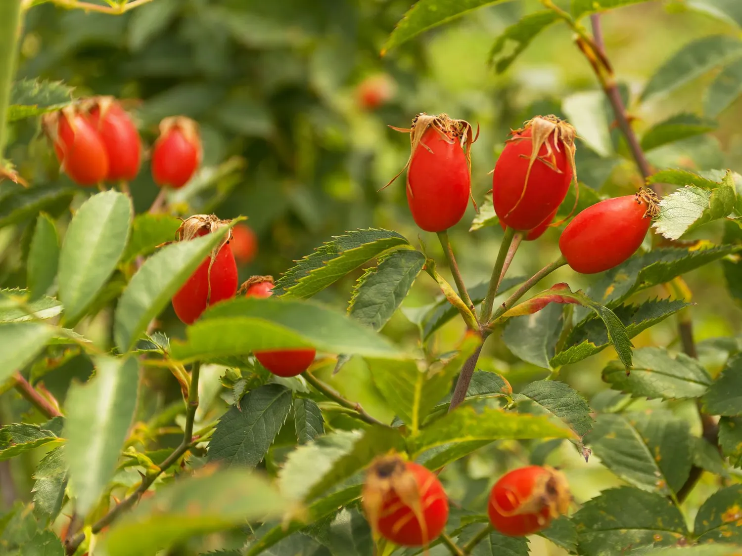 Sveikos rudens uogos