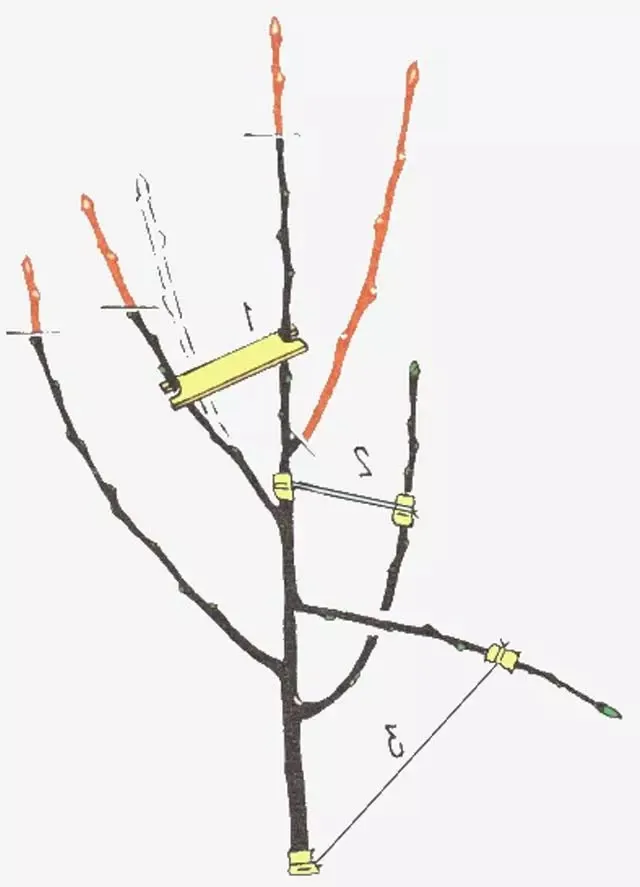 Teisingas medžių genėjimas