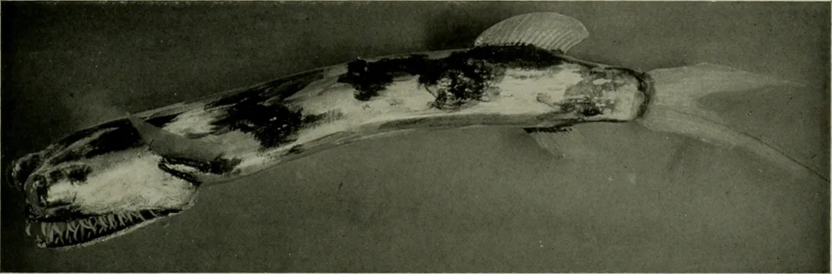 Teleskopinė žuvis yra giliavandenė plėšrūnė, kurios neįprasta išvaizda nėra gamtos užgaida, o puikus įrankių rinkinys išlikimui vienoje atšiauriausių Žemės aplinkų