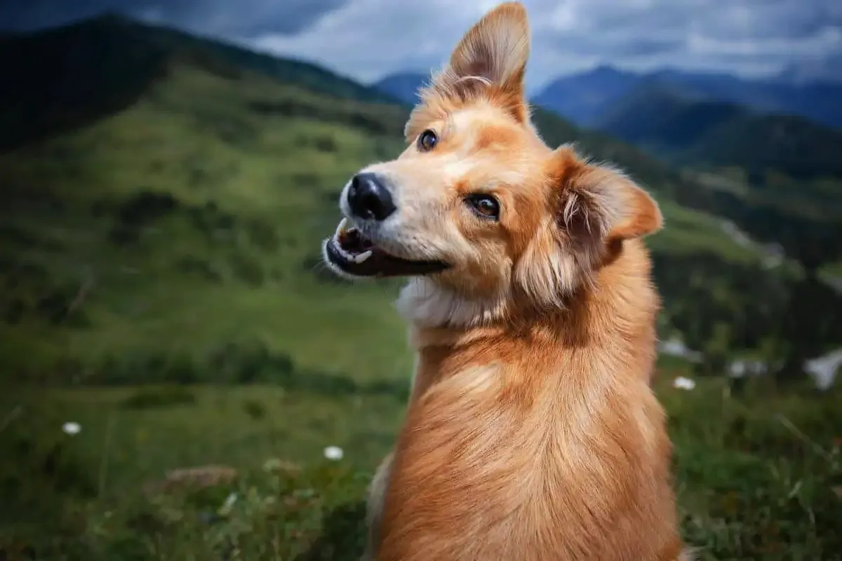 Testas pasirink šunį
