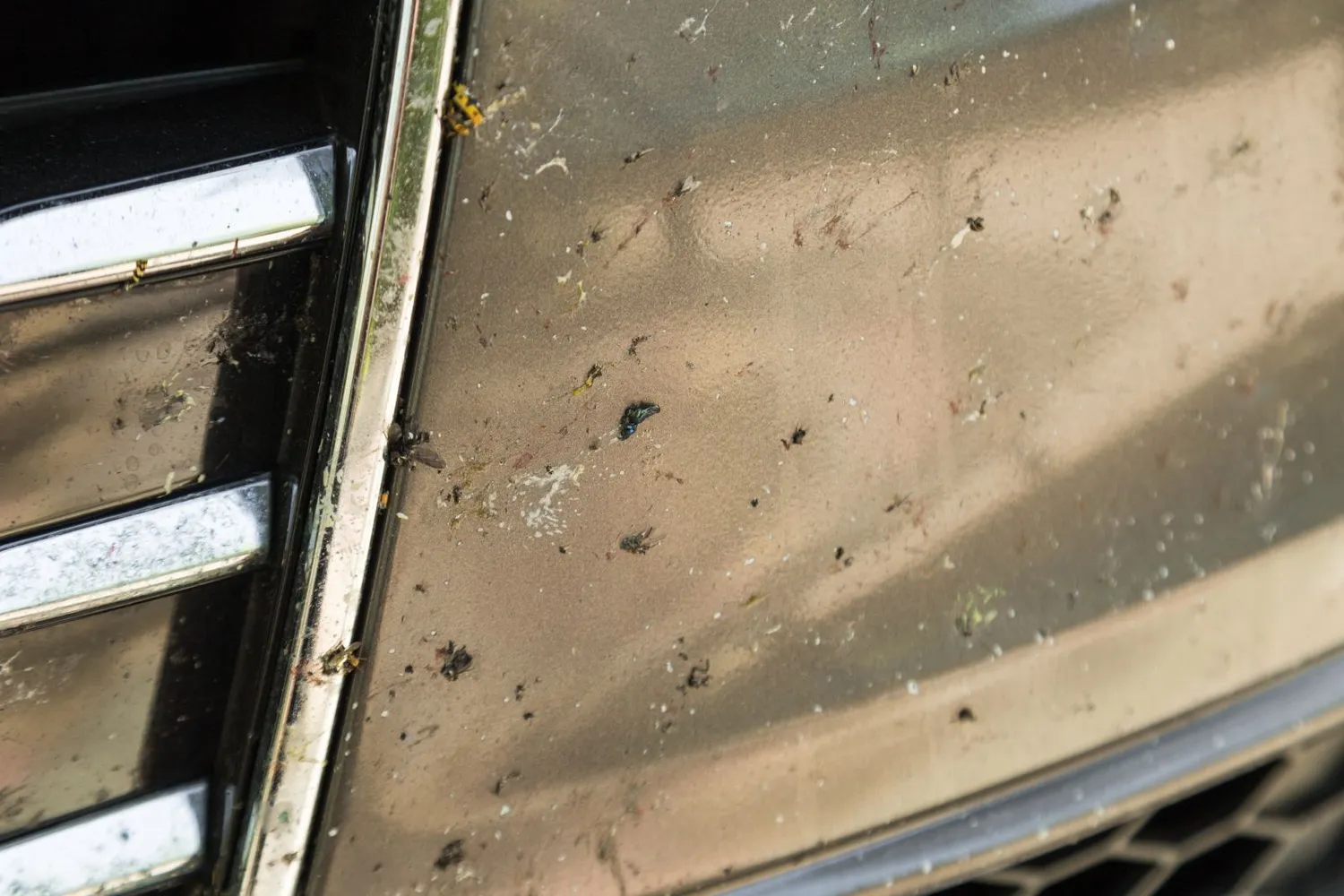 Vabzdžių likučiai ant automobilio