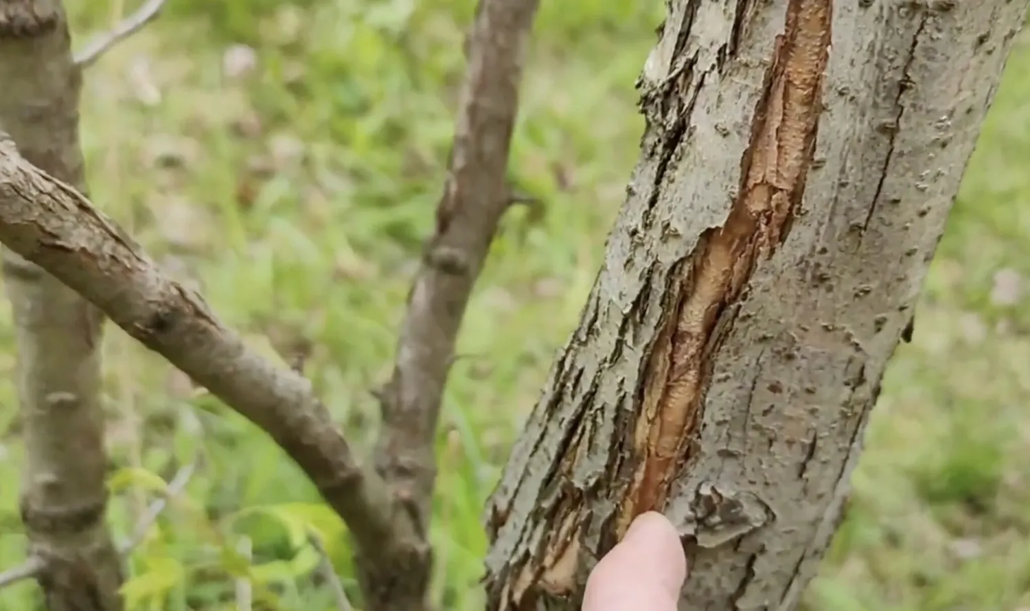 Žiemos mėnesiai sodininkams ne mažiau svarbūs nei pavasaris ar vasara