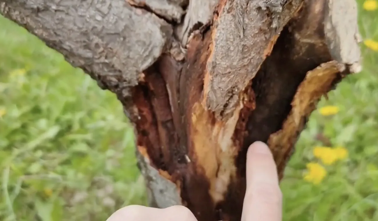 Žievės įtrūkimai