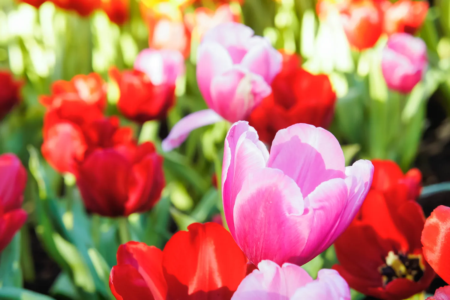 Tulpes galima sodinti ankstyvą pavasarį