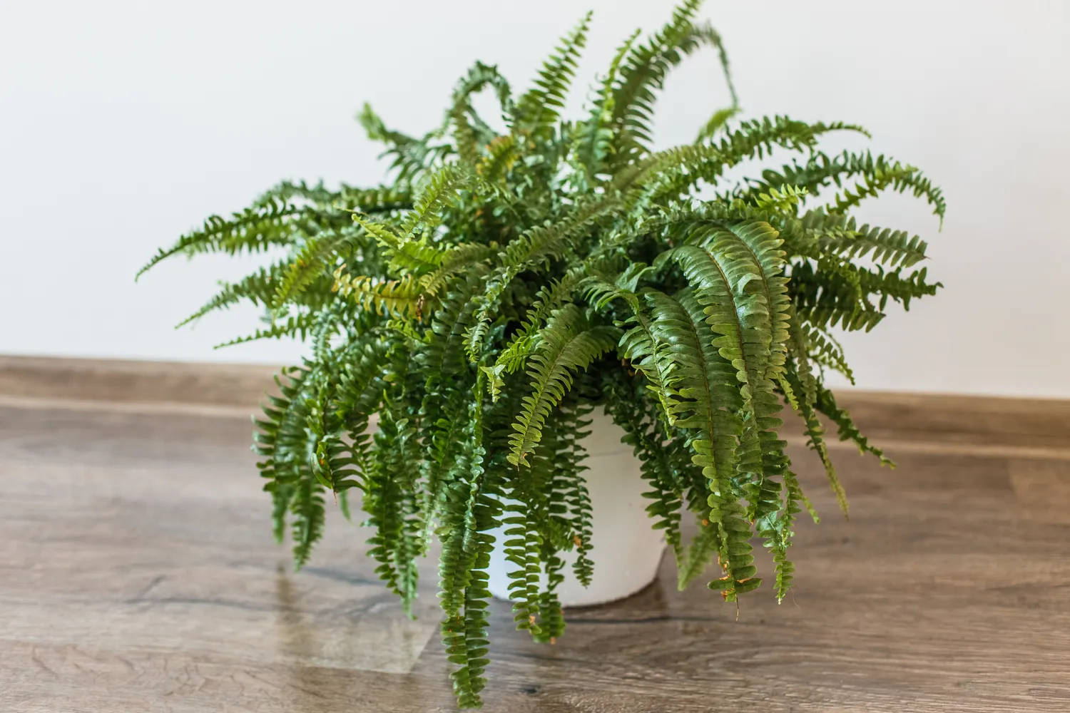 Neįnoringasis papartis