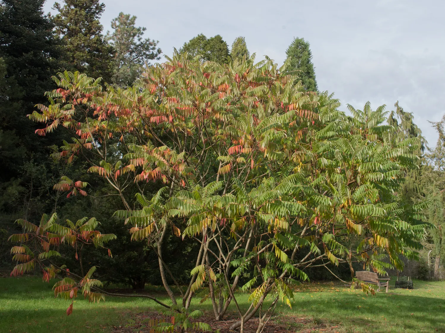 Rhus typhina