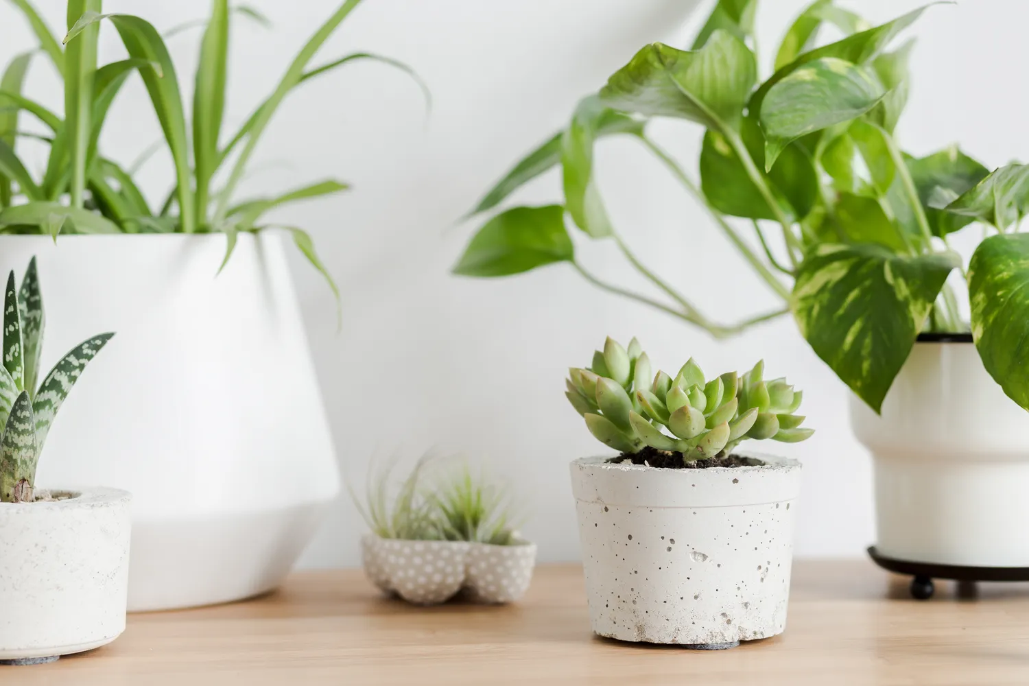 Naminės kambarinių augalų trąšos - itin veiksmingos