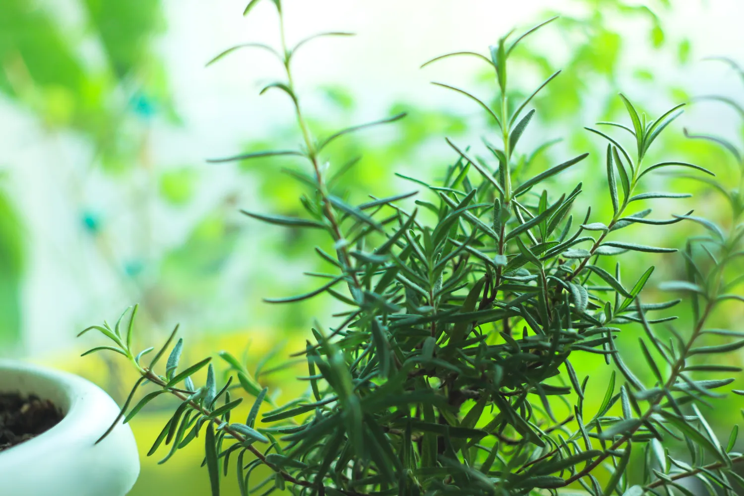 Rozamrino auginimas ant palangės namuose