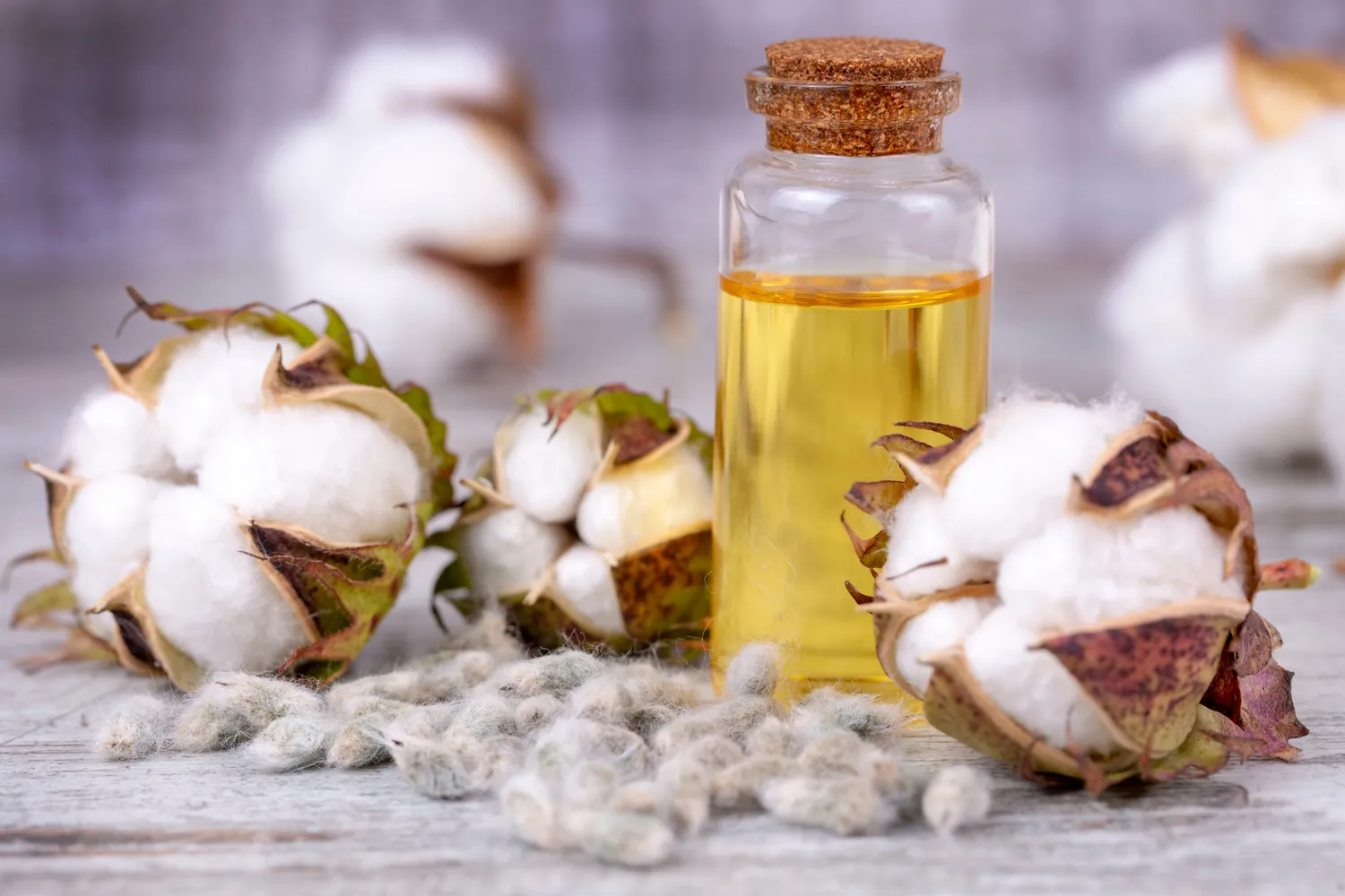 Medvilnės sėklų aliejus