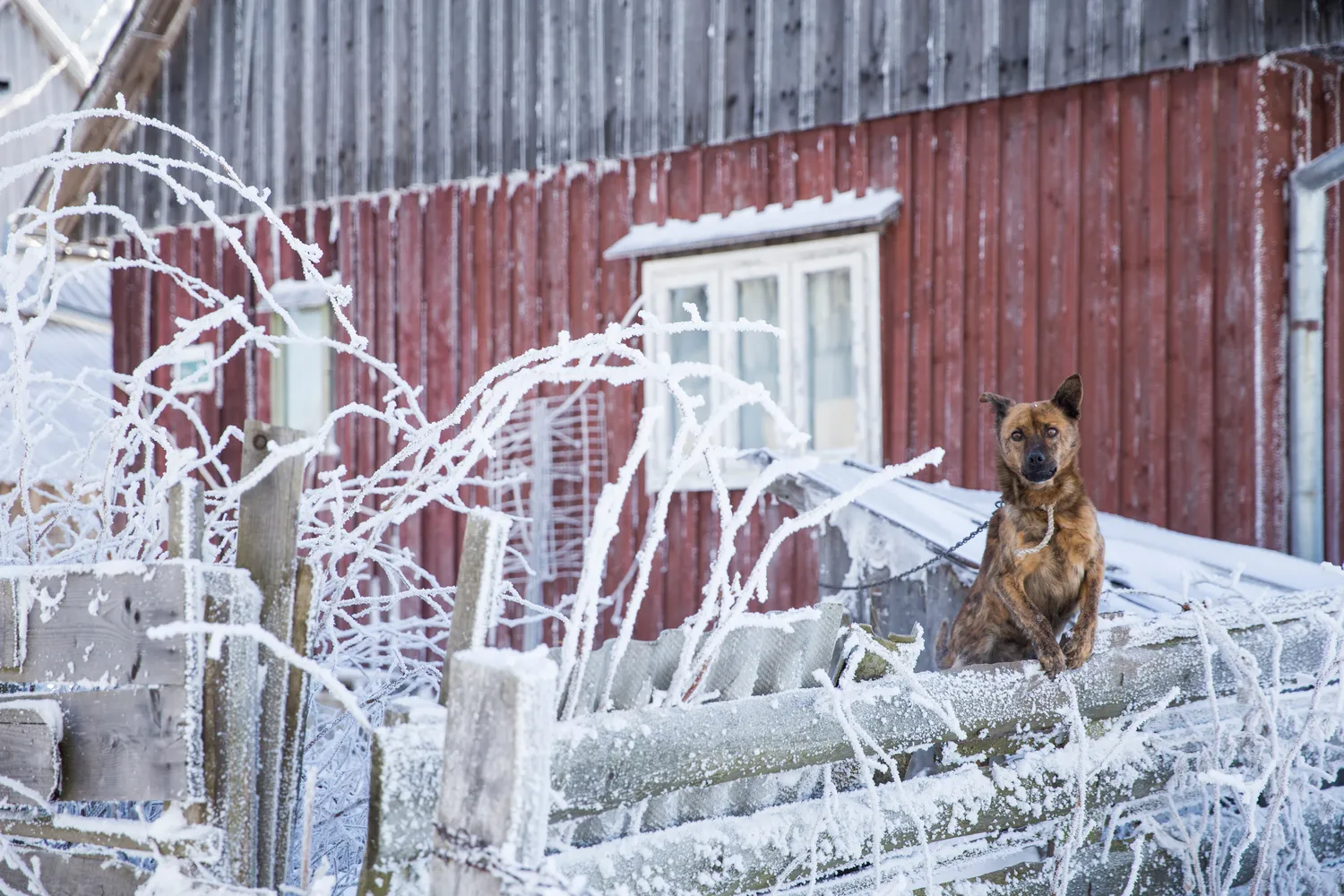 Šuo pririštas prie būdos
