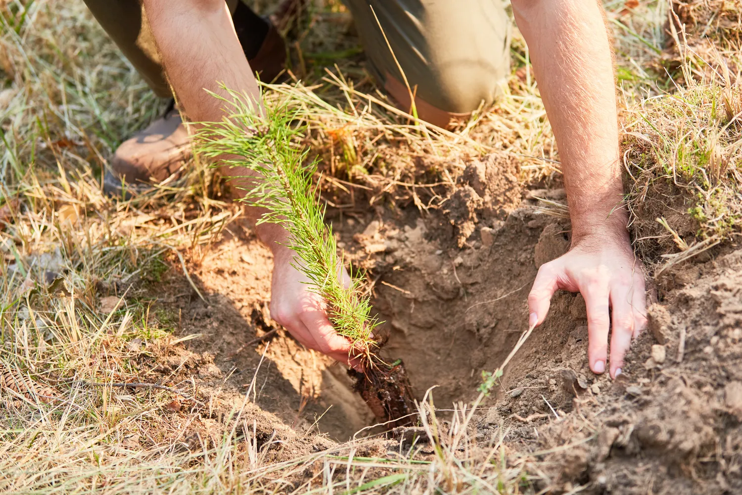 Eglės sodinimas prie namų