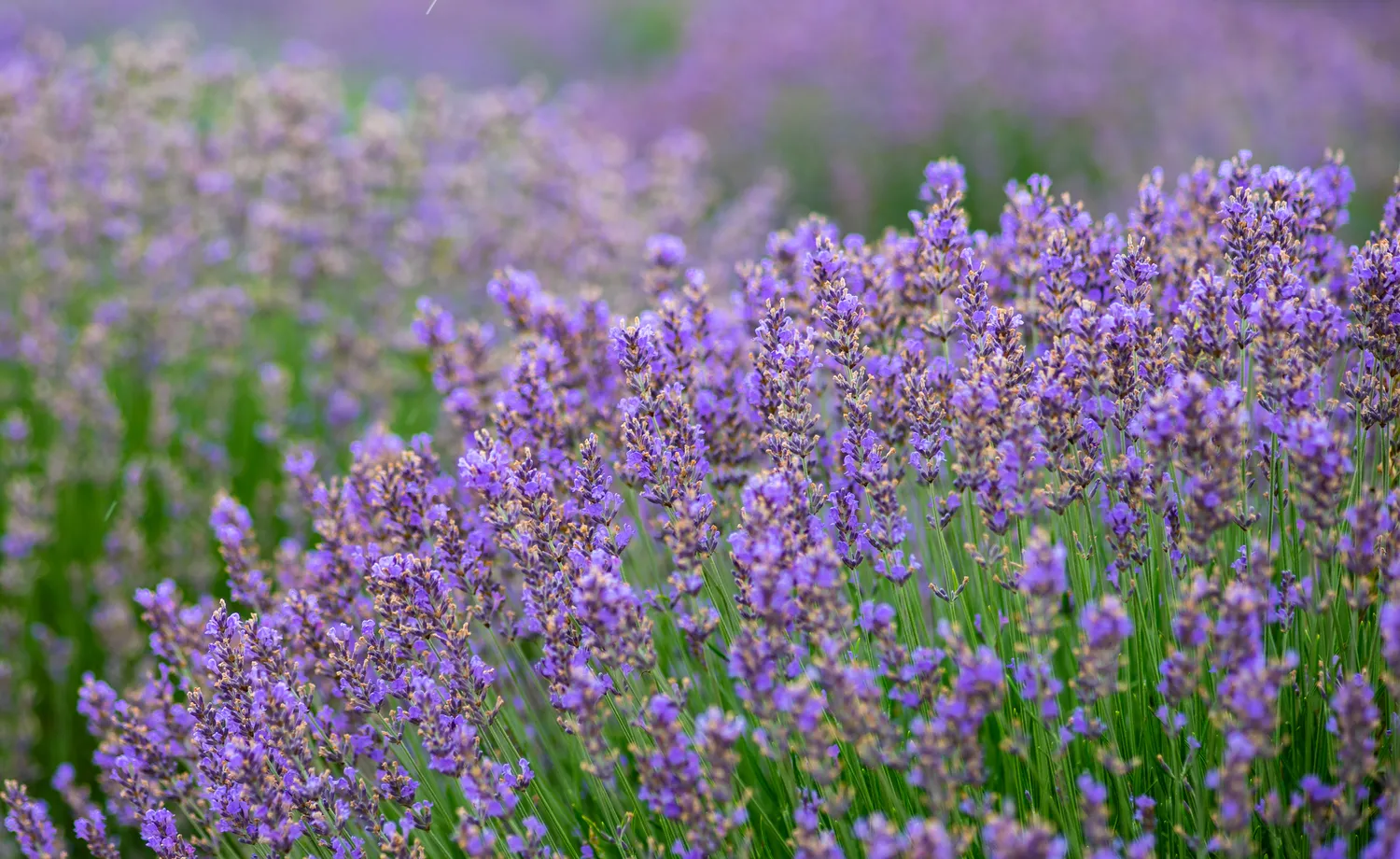 Levandas galima tręšti organinėmis trašomis