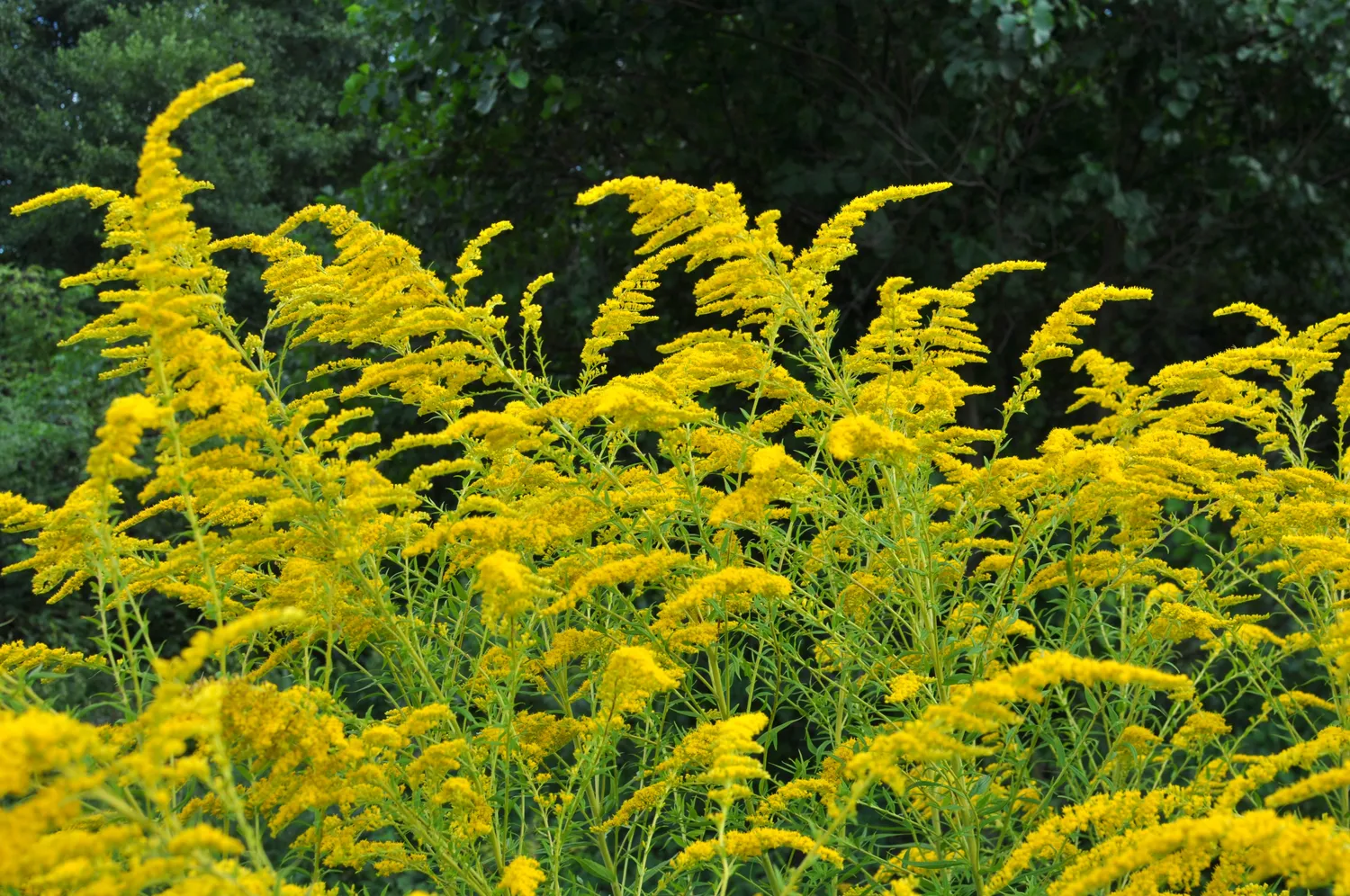 Solidago canadensis