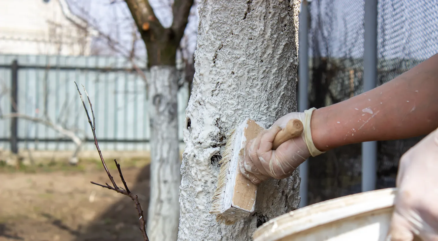 Medžių balinimas lapkritį