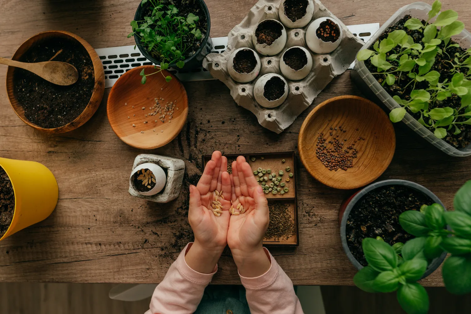 Sėkloms užtenka vien vandens