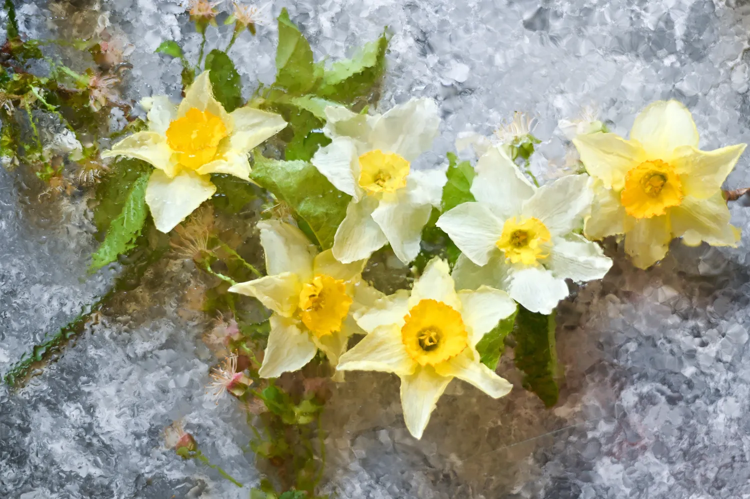 Narcizų žydėjimas