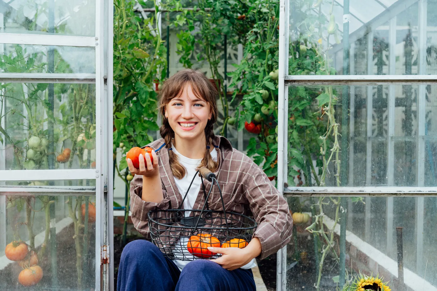 Pomidorų priežiūra lemia derliaus kokybę